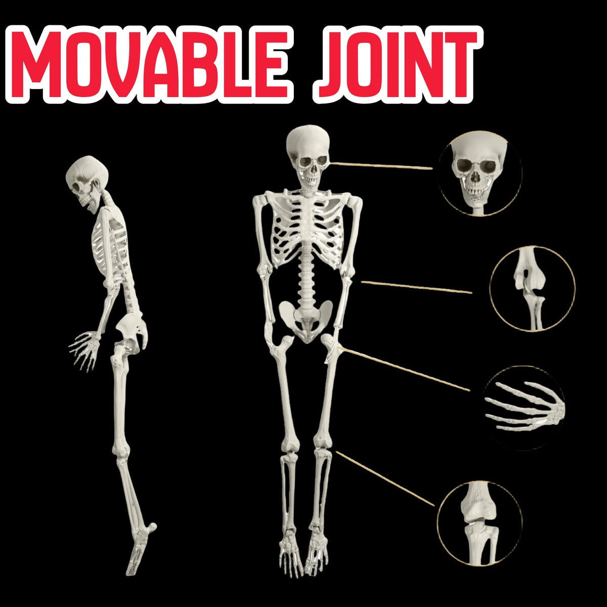 5.4FT Full Size Posable Skeleton with Movable Joints S371229
