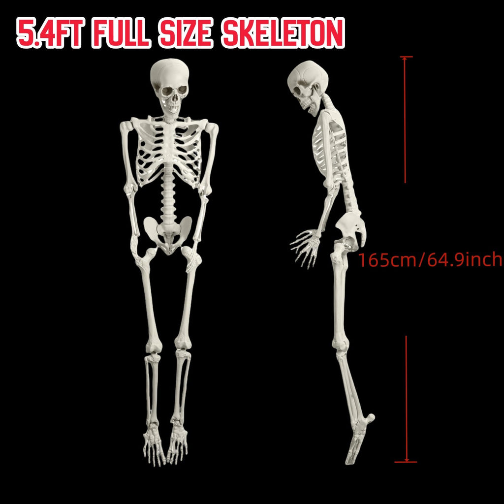 5.4FT Full Size Posable Skeleton with Movable Joints S371229