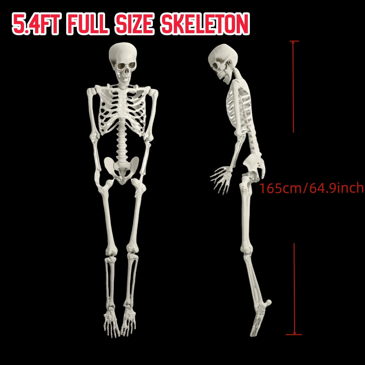 5.4FT Full Size Posable Skeleton with Movable Joints S371229