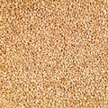 Organic Hard White Winter Wheat 25 lb Bag L552
