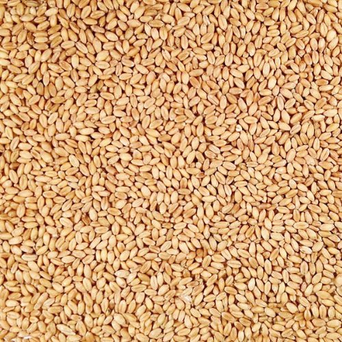 Organic Hard White Winter Wheat 25 lb Bag L552