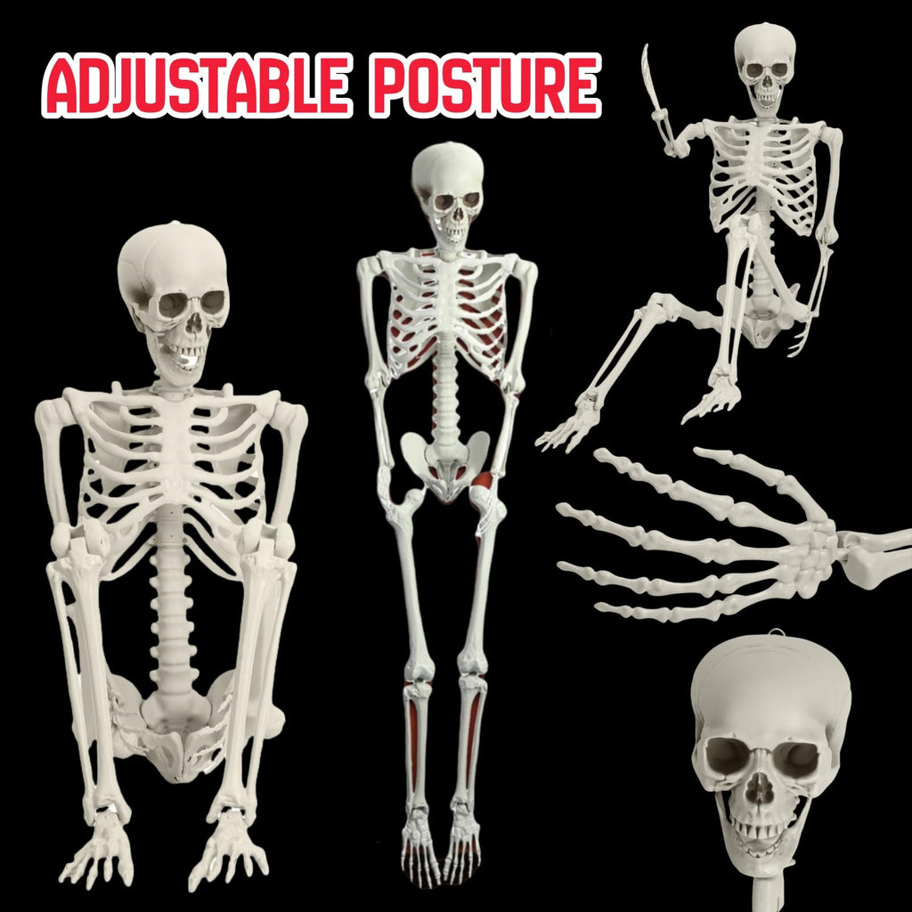 5.4FT Full Size Posable Skeleton with Movable Joints S371229